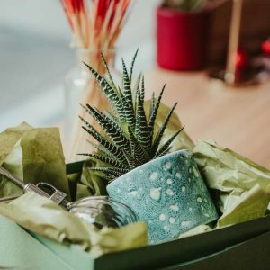 Sukulent, zelena rastlina v darilni škatli na mizi